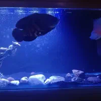 اکواریوم و ماهی