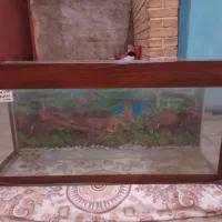 اکواریوم|ماهی|چناران, |دیوار