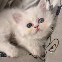 گربه پرشین|گربه|مشهد, جانباز|دیوار