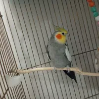 جفت عروس
