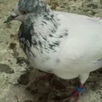 کبوتر گرفتنی پاکستانی