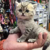 گربه اسکاتیش گردالو صورت خرسی مجموعه گربه