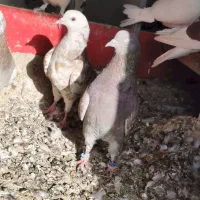 تعدادی تهرانی معاوضه با شهرستانی|پرنده|شریف‌آباد, |دیوار