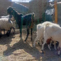 یک عدد نری پلنگی گوشبلند|حیوانات مزرعه|بم, |دیوار