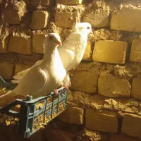 کبوتر سفید کاکلی..|پرنده|بزینه رود, |دیوار