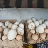 تخم غاز  نطفه دار