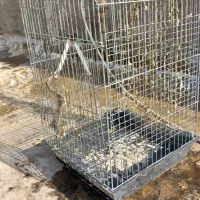 یک عدد قفس پرنده سایز بزگ فروشی|لوازم جانبی حیوانات|پیشوا, |دیوار