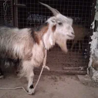 یک‌عددبزبختیاری‌