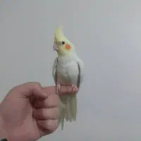 عروس هلندی لوتینو