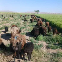 فروش میش تخمی