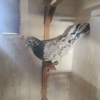 کبوتر گرفتنی زرنگ