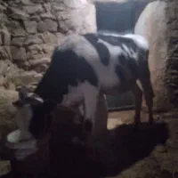 گوساله‌هلشتاین