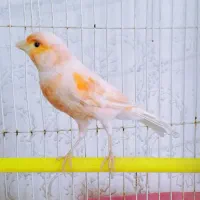 قناری نر جوان 2عدد|پرنده|فولادشهر, مسکن مهر فولادشهر|دیوار