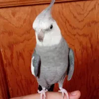 وجود تعداد زیادی پرنده