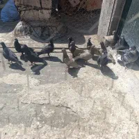 کبوتر یا کفتر|پرنده|شیراز, نصر|دیوار