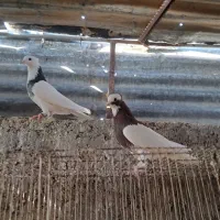 جفت رنگی|پرنده|شیراز, شاپورجان|دیوار