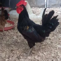 مرغ و خروس محلی