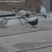 کبوتر پرشی غریب