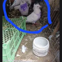 کفتر