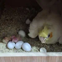 سالن پرورش عروس هلندی و کوتوله|پرنده|اراک, |دیوار