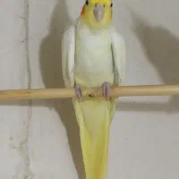 عروس هلندی|پرنده|آزادشهر, |دیوار