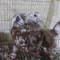 کبوتر فروشی|پرنده|سراوان, |دیوار