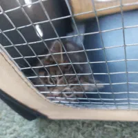 گربه بریتیش  دی اس اچ