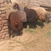میش وبره نر قوچ
