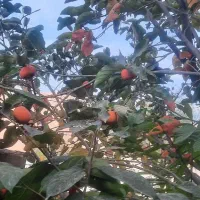 خانه ۶۵ متری دارای پروانه  آب برق و گاز