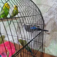 مرغ عشق|پرنده|مشهد, طلاب|دیوار