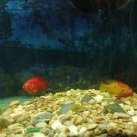 ماهی جوئل|ماهی|مرودشت, فرهنگ|دیوار