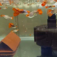 گوپی کوی|ماهی|فردیس, فردیس|دیوار