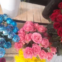 جشنواره رز هلندی