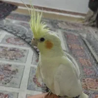 عروس هلندی لوتینو چشم شرابی|پرنده|قوچان, |دیوار