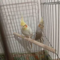 یه جفت طوطی عروس تعویض با قناری|پرنده|قزوین, |دیوار