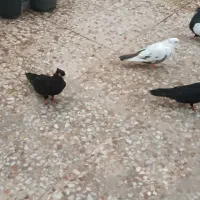 کفترسینه ای