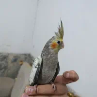 عروس هلندی فول دستی|پرنده|زاهدان, |دیوار