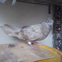 ماده اشعل ۱۴ پر|پرنده|بندر ماهشهر, |دیوار