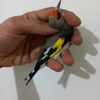 سهره .عروسک|پرنده|هشتگرد, فاز ۷ مهستان|دیوار