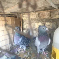 کفتر|پرنده|یزد, |دیوار