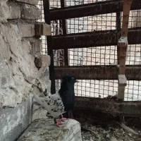 کبوتر کله سیاه|پرنده|دزفول, |دیوار