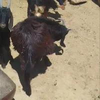 کهره‌چاق‌