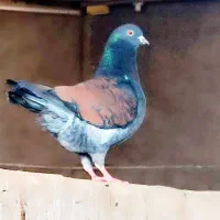 کفتر کینگ