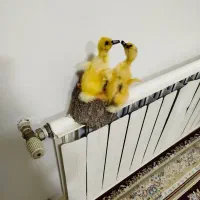 مجسمه|مجسمه، تندیس، ماکت|ایلام, |دیوار