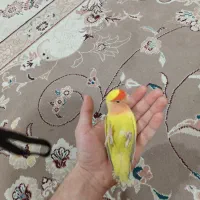 طوطی برزیلی