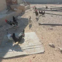 مرغ و خروس|حیوانات مزرعه|کاکی, |دیوار