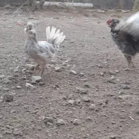 نیمچه گلین|حیوانات مزرعه|طارم, |دیوار