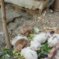 خرگوش لوپی،چشم رنگی