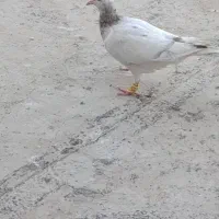 کفتر