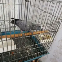 کاسکو شکلاتی